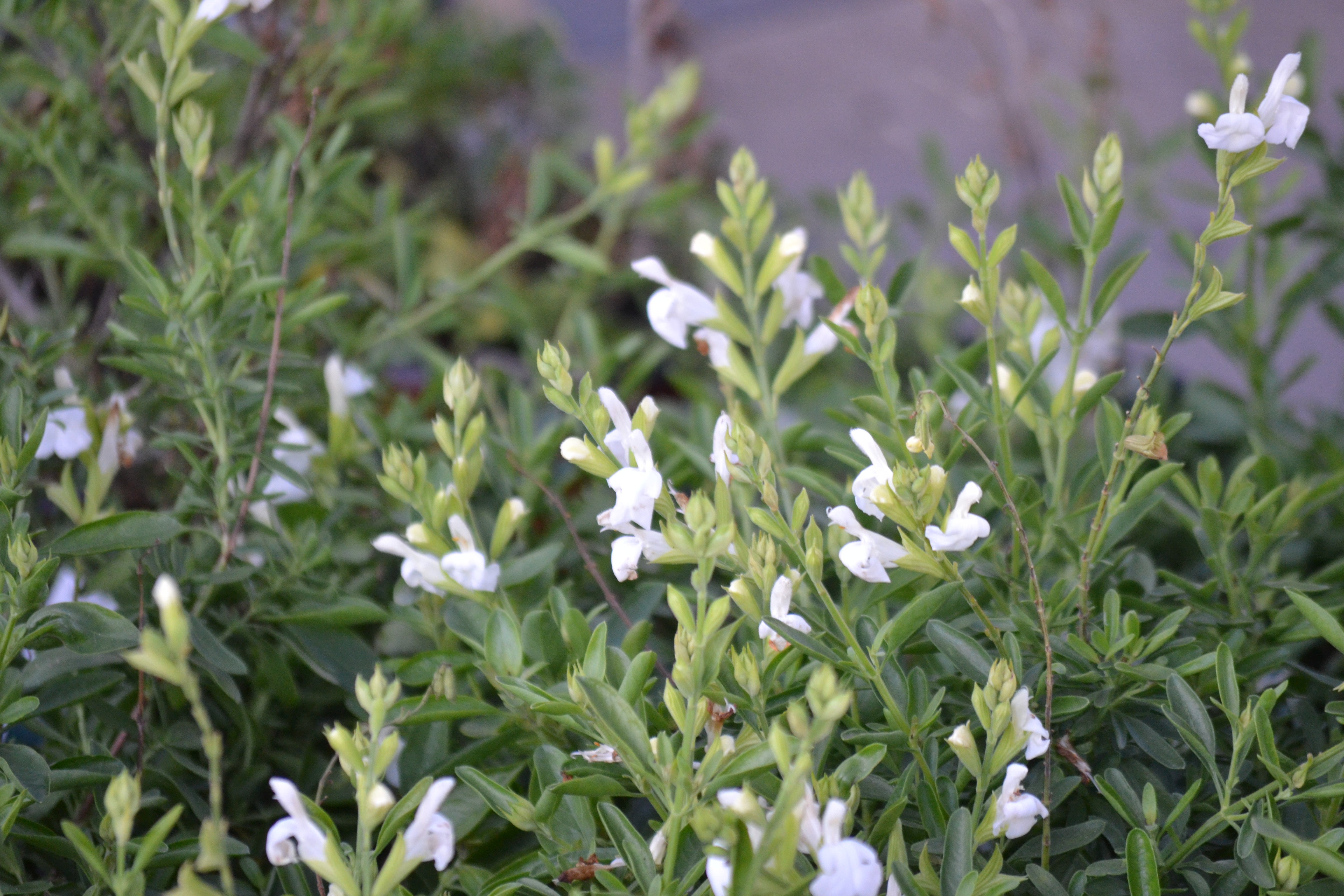 Salvia greggii white (Autumn Sage white)