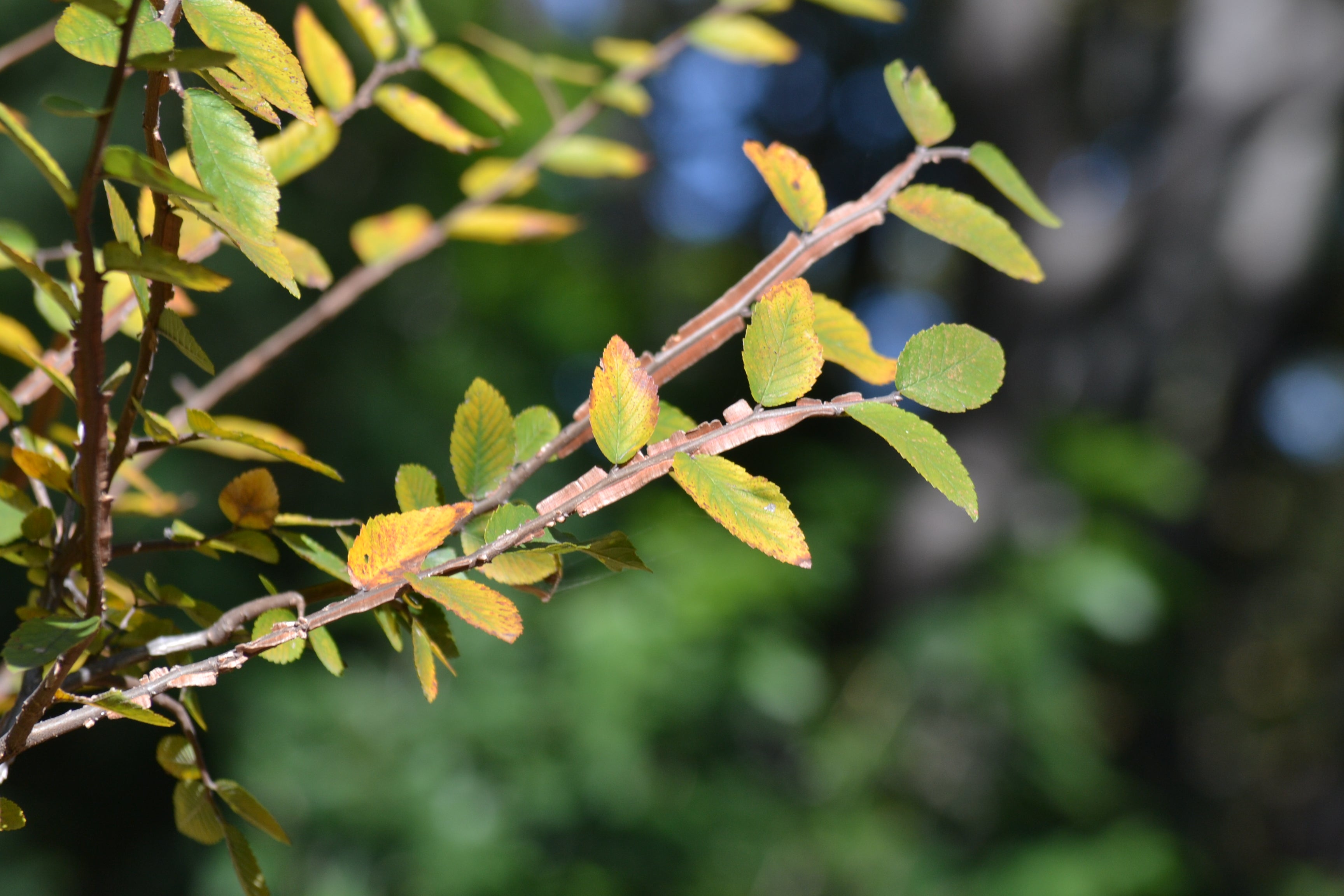 Ulmus crassifolia (Cedar Elm)