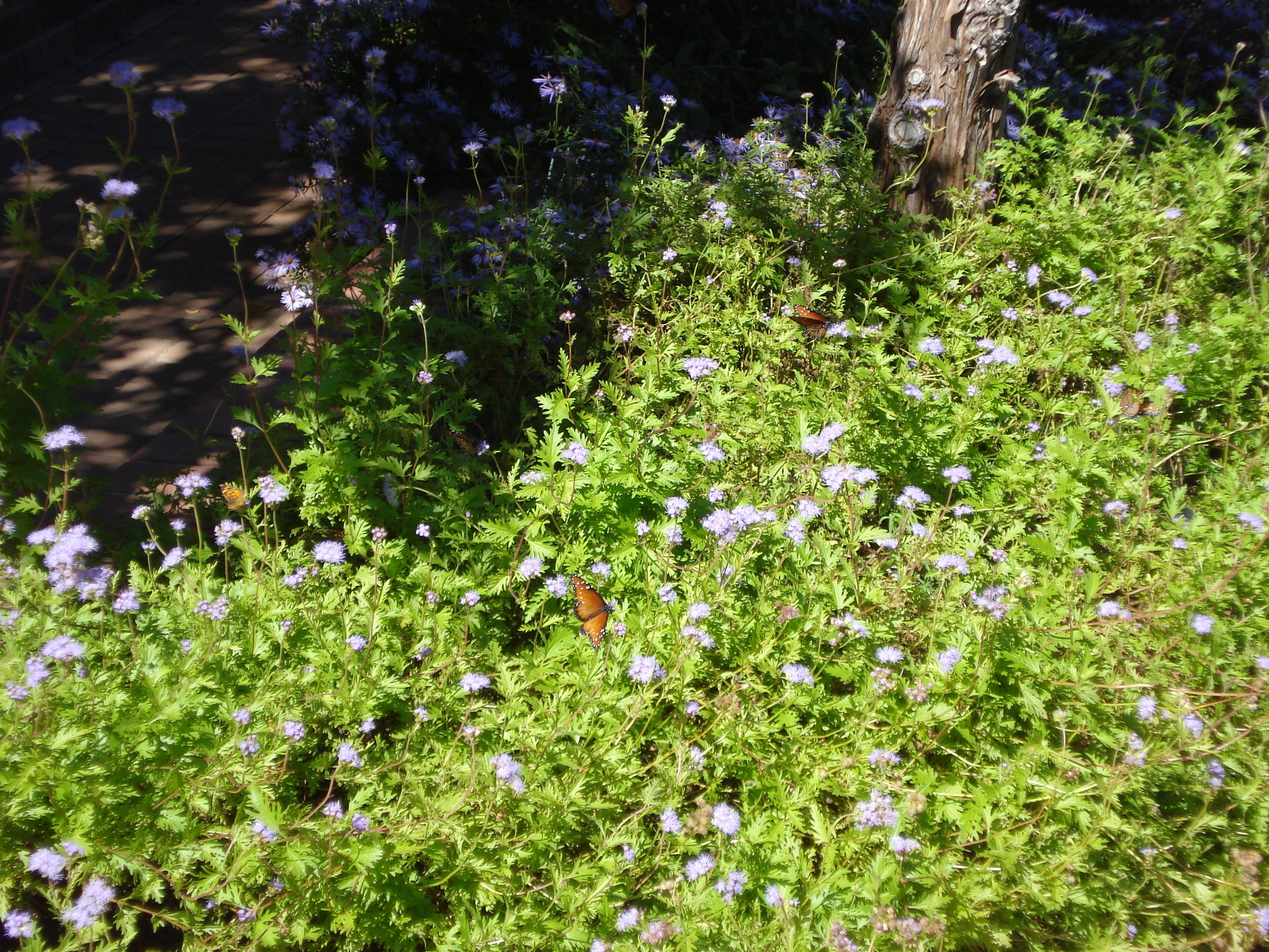 Gregg's Mistflower (Conoclinium greggii)