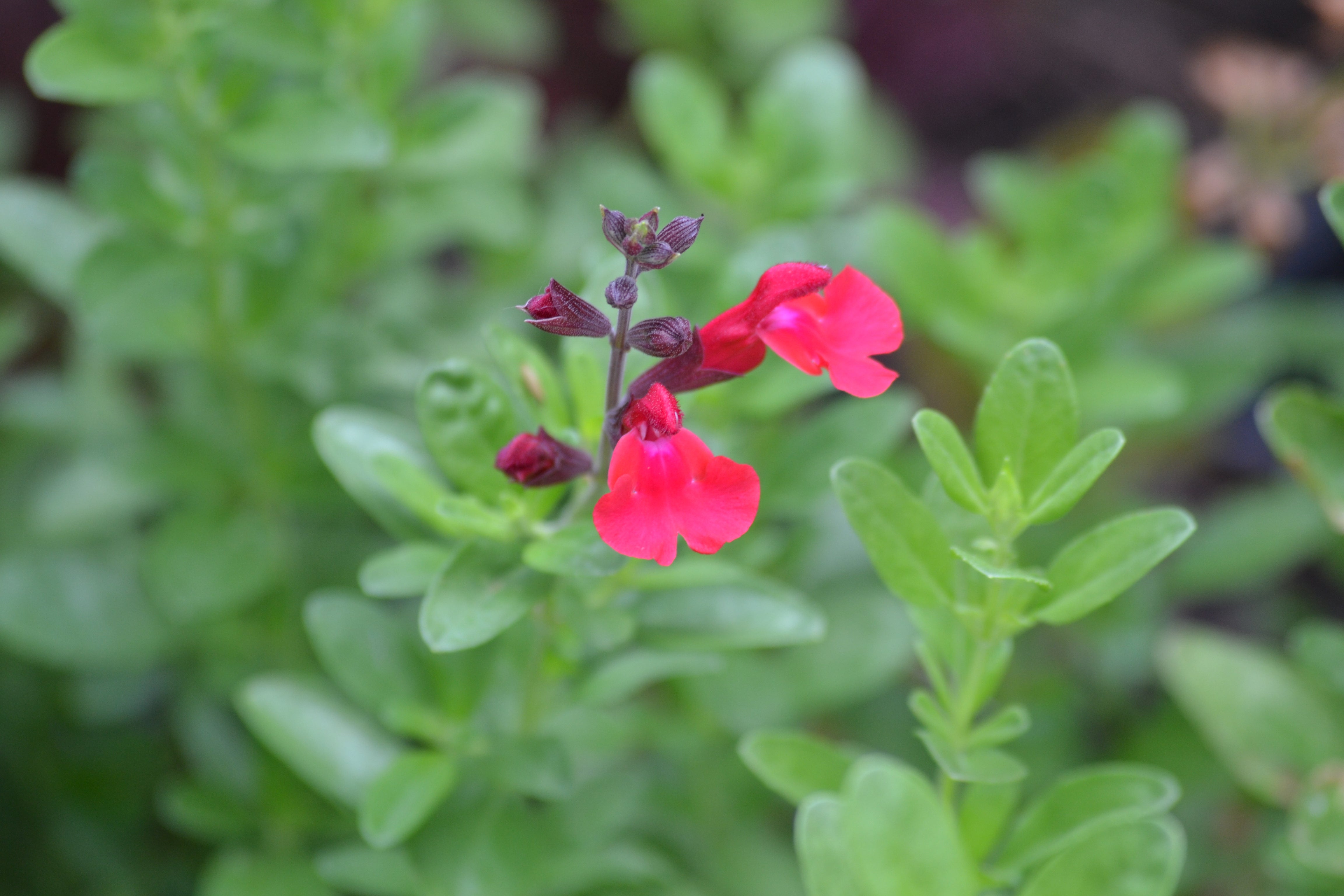 Salvia greggii red (Autumn Sage red)